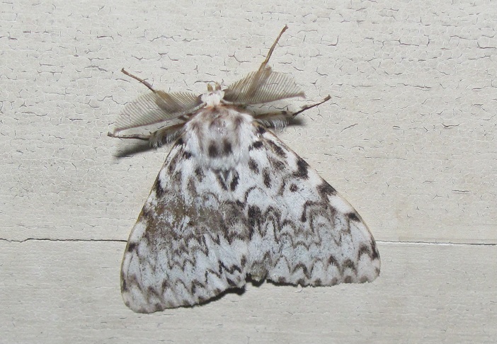 Lymantria monacha (Erebidae Lymantriinae)? S